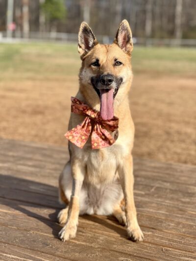 Edgewood Bark Park - Greenville, SC