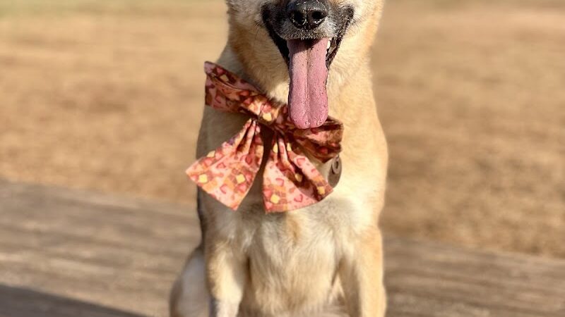 Edgewood Bark Park - Greenville, SC