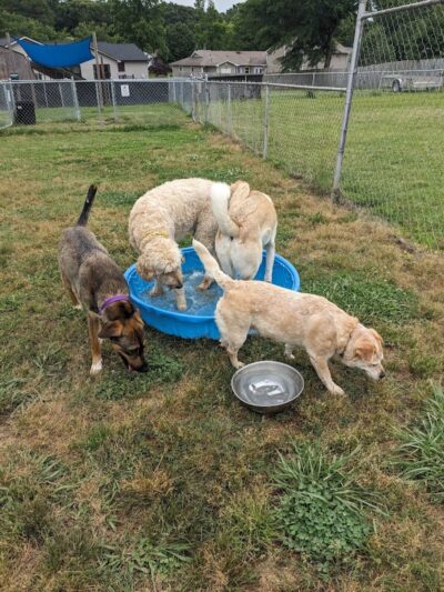 Edgewood Bark Park - Greenville, SC