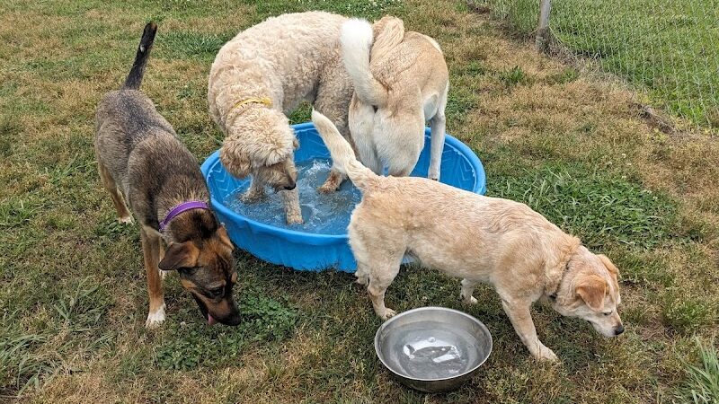 Edgewood Bark Park - Greenville, SC