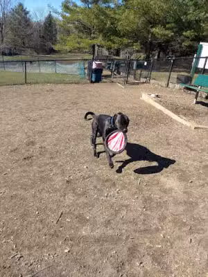 Grass Island Dog Park - Greenwich, CT