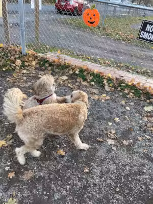 Greenwood Lake Bark Park - Greenwood Lake, NY