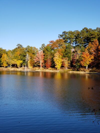 Grace St Dog Park - Greenwood, SC