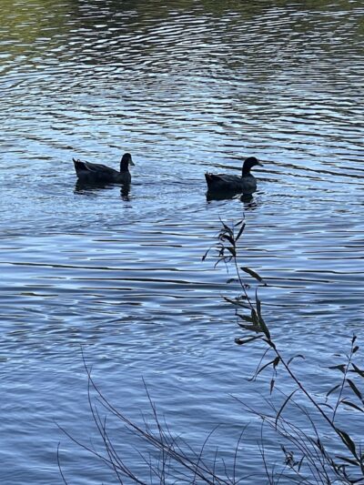 Grace St Dog Park - Greenwood, SC