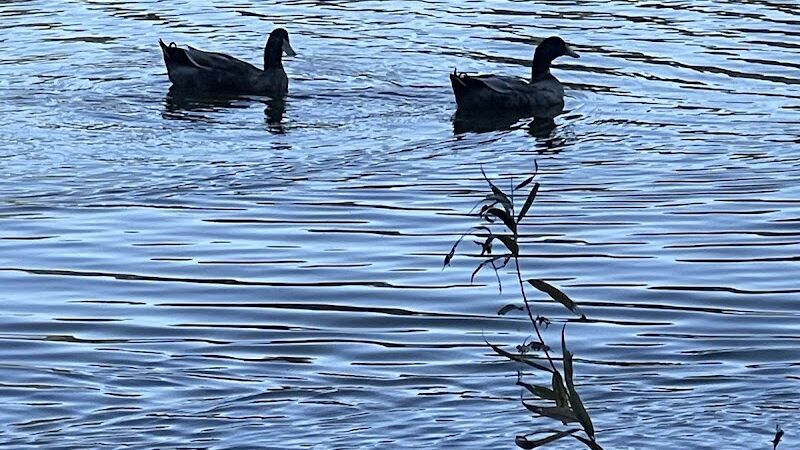 Grace St Dog Park - Greenwood, SC