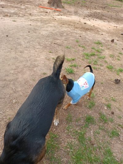 Grace St Dog Park - Greenwood, SC