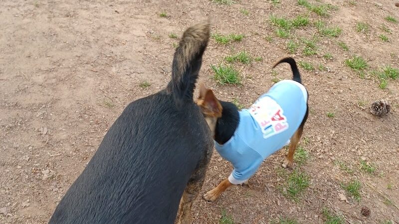 Grace St Dog Park - Greenwood, SC