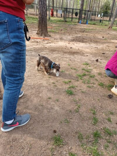 Grace St Dog Park - Greenwood, SC