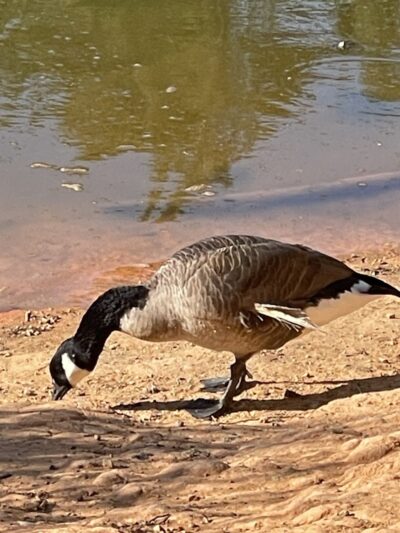 Grace St Dog Park - Greenwood, SC