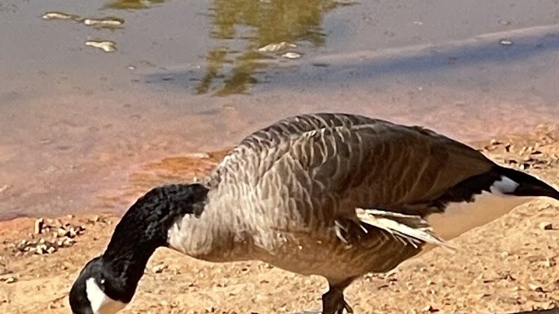 Grace St Dog Park - Greenwood, SC