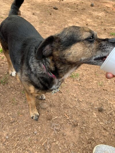 Grace St Dog Park - Greenwood, SC