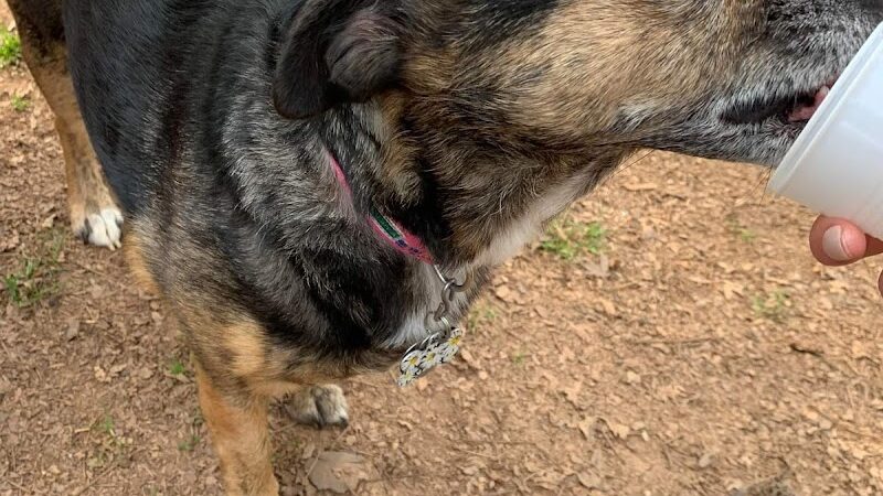 Grace St Dog Park - Greenwood, SC