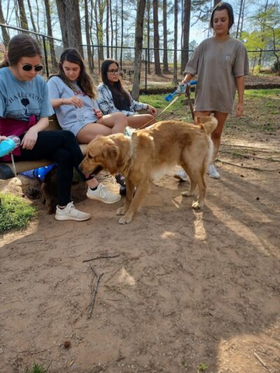 Grace St Dog Park - Greenwood, SC