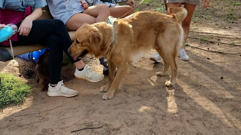Grace St Dog Park - Greenwood, SC