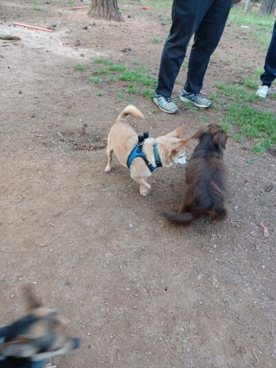 Grace St Dog Park - Greenwood, SC