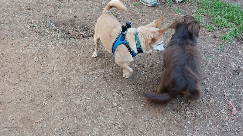 Grace St Dog Park - Greenwood, SC