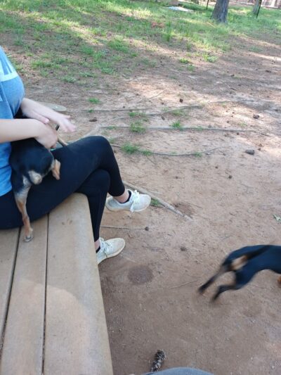 Grace St Dog Park - Greenwood, SC