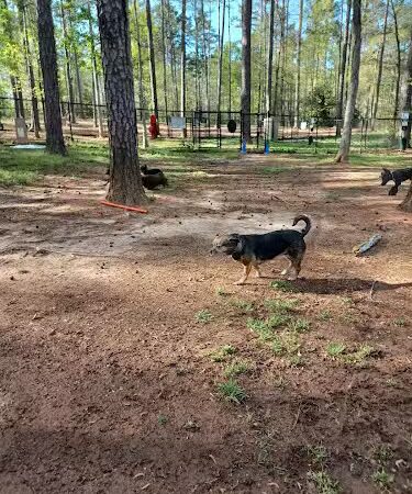 Grace St Dog Park - Greenwood, SC