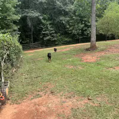 Lucy’s Private Dog Park (Reservation Only) - Greer, SC