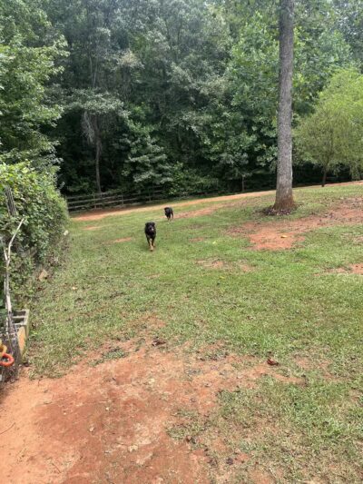 Lucy’s Private Dog Park (Reservation Only) - Greer, SC