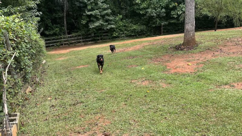 Lucy’s Private Dog Park (Reservation Only) - Greer, SC