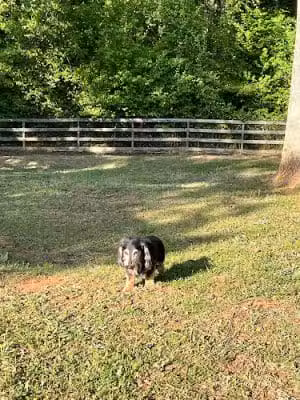 Lucy’s Private Dog Park (Reservation Only) - Greer, SC