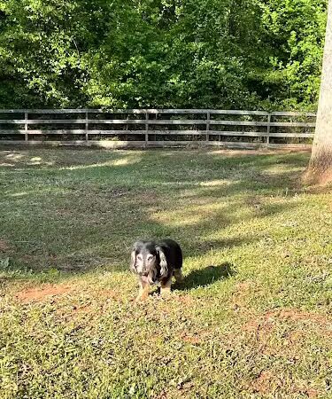 Lucy’s Private Dog Park (Reservation Only) - Greer, SC