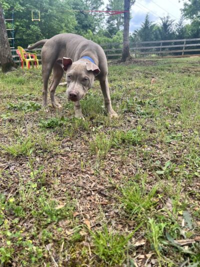 Lucy’s Private Dog Park (Reservation Only) - Greer, SC