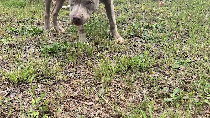 Lucy’s Private Dog Park (Reservation Only) - Greer, SC