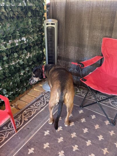 Lucy’s Private Dog Park (Reservation Only) - Greer, SC