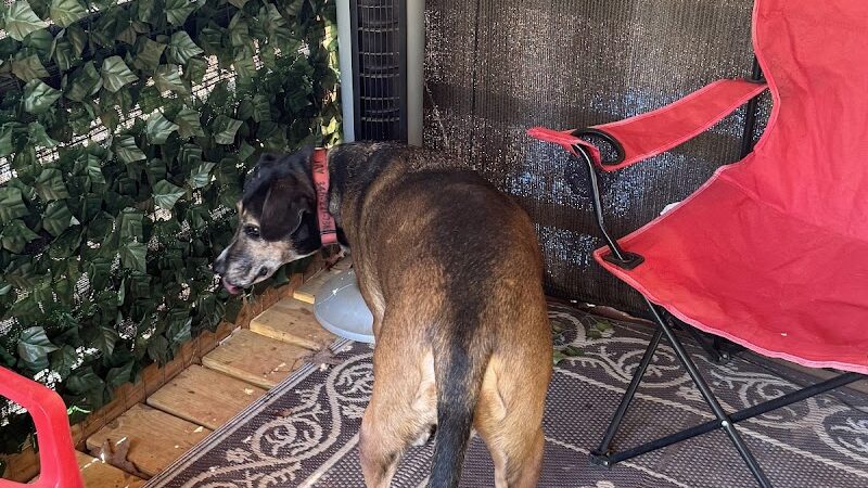 Lucy’s Private Dog Park (Reservation Only) - Greer, SC