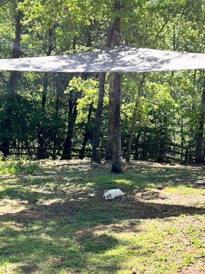 Lucy’s Private Dog Park (Reservation Only) - Greer, SC
