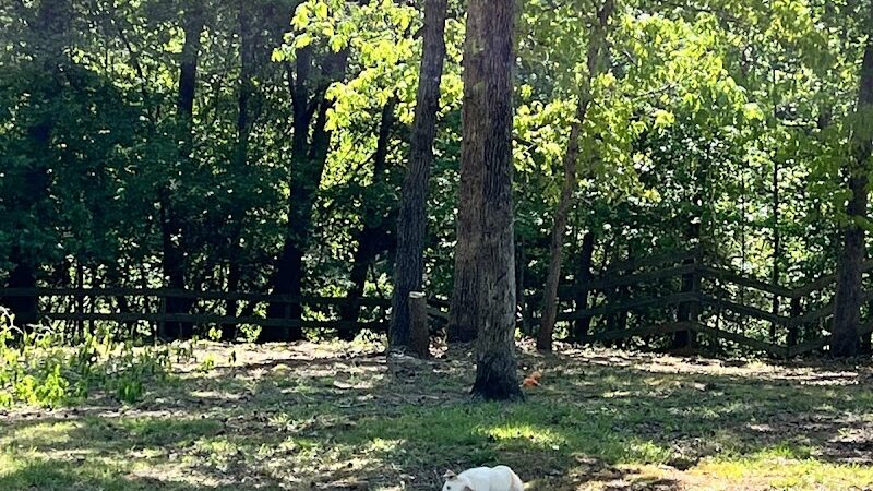 Lucy’s Private Dog Park (Reservation Only) - Greer, SC
