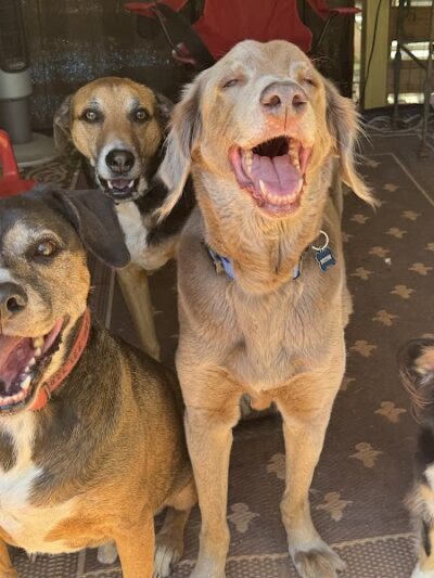 Lucy’s Private Dog Park (Reservation Only) - Greer, SC