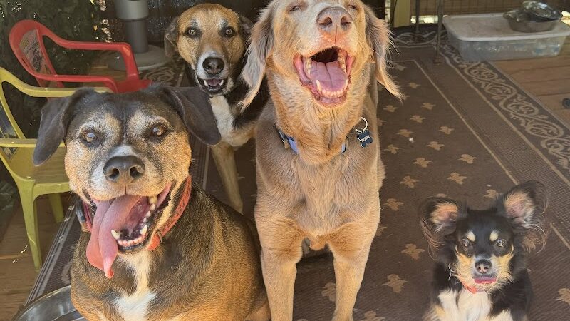 Lucy’s Private Dog Park (Reservation Only) - Greer, SC