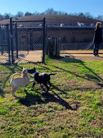 Pelham Mill Dog Park - Greer, SC
