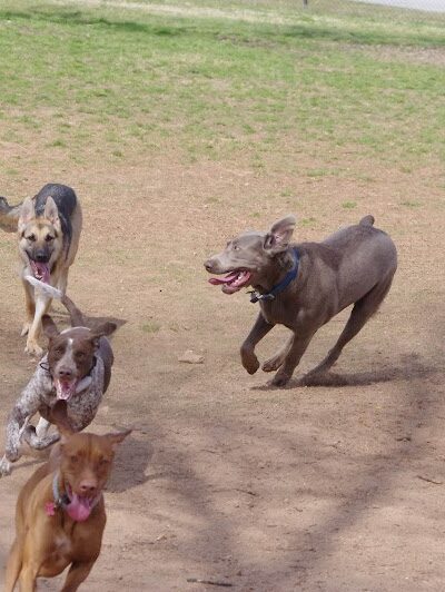 Pelham Mill Dog Park - Greer, SC