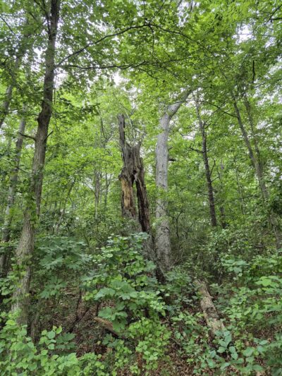 Grenloch Lake - Grenloch, NJ
