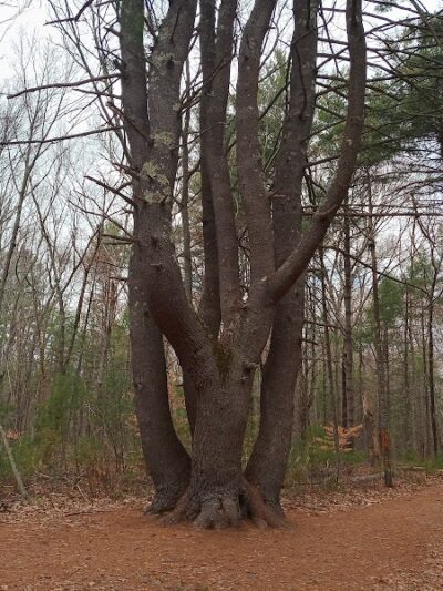Hopeville Pond State Park - Griswold, CT
