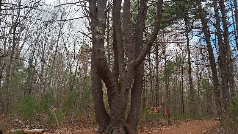 Hopeville Pond State Park - Griswold, CT