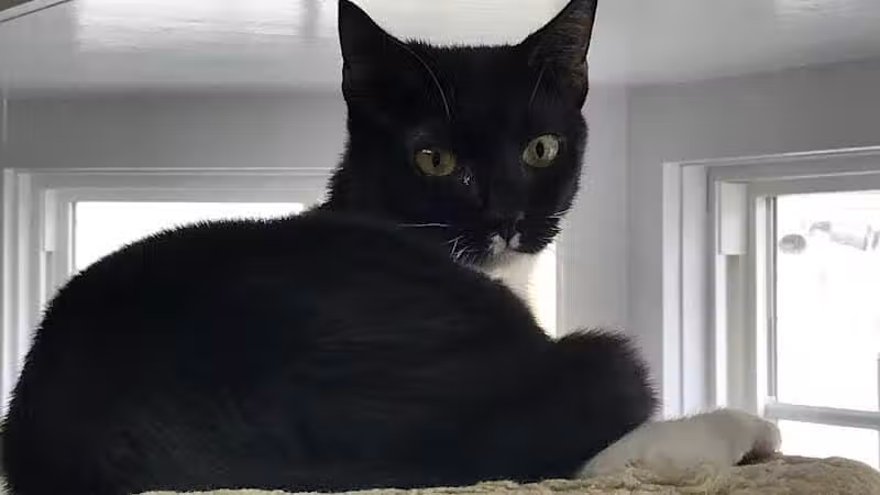 Grosse Ile Animal Shelter - Grosse Ile Township,