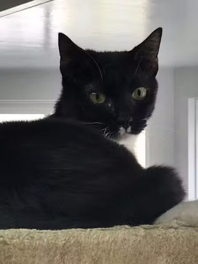 Grosse Ile Animal Shelter - Grosse Ile Township,