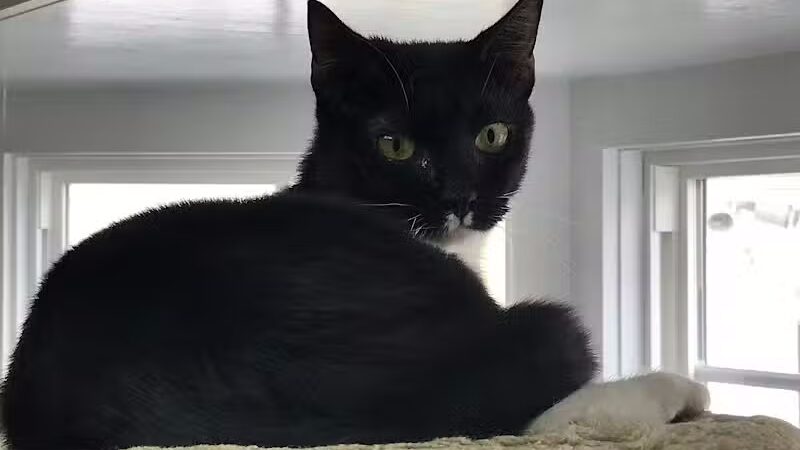 Grosse Ile Animal Shelter - Grosse Ile Township,