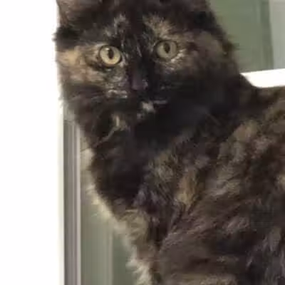 Grosse Ile Animal Shelter - Grosse Ile Township,