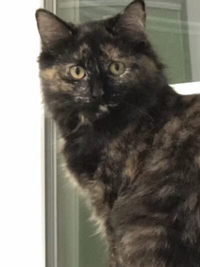 Grosse Ile Animal Shelter - Grosse Ile Township,