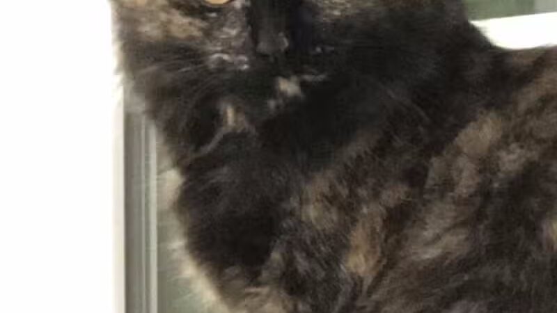 Grosse Ile Animal Shelter - Grosse Ile Township,