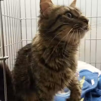 Grosse Ile Animal Shelter - Grosse Ile Township,