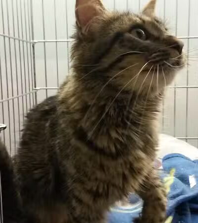 Grosse Ile Animal Shelter - Grosse Ile Township,