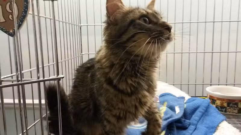 Grosse Ile Animal Shelter - Grosse Ile Township,