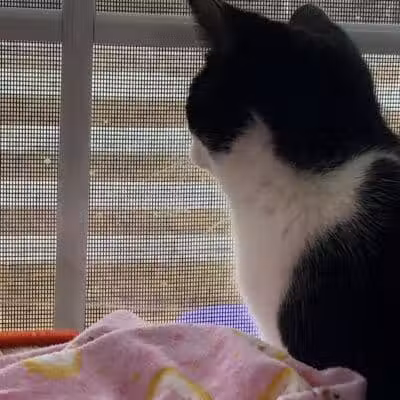 Grosse Ile Animal Shelter - Grosse Ile Township,